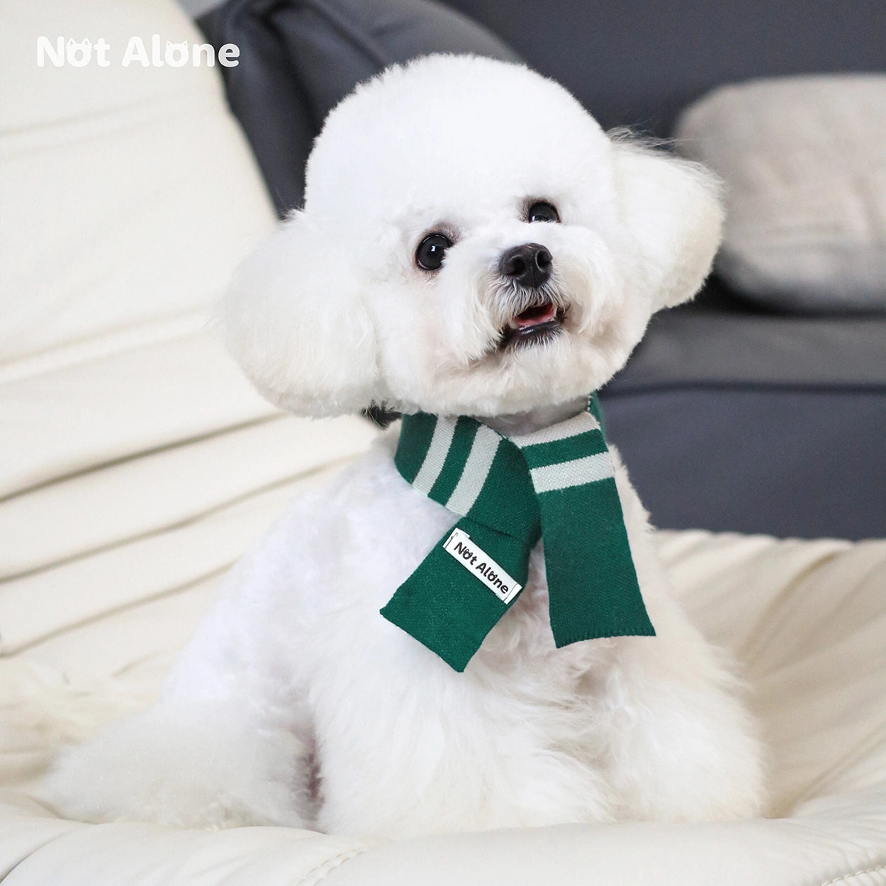 Magic House Pet Sweater Set