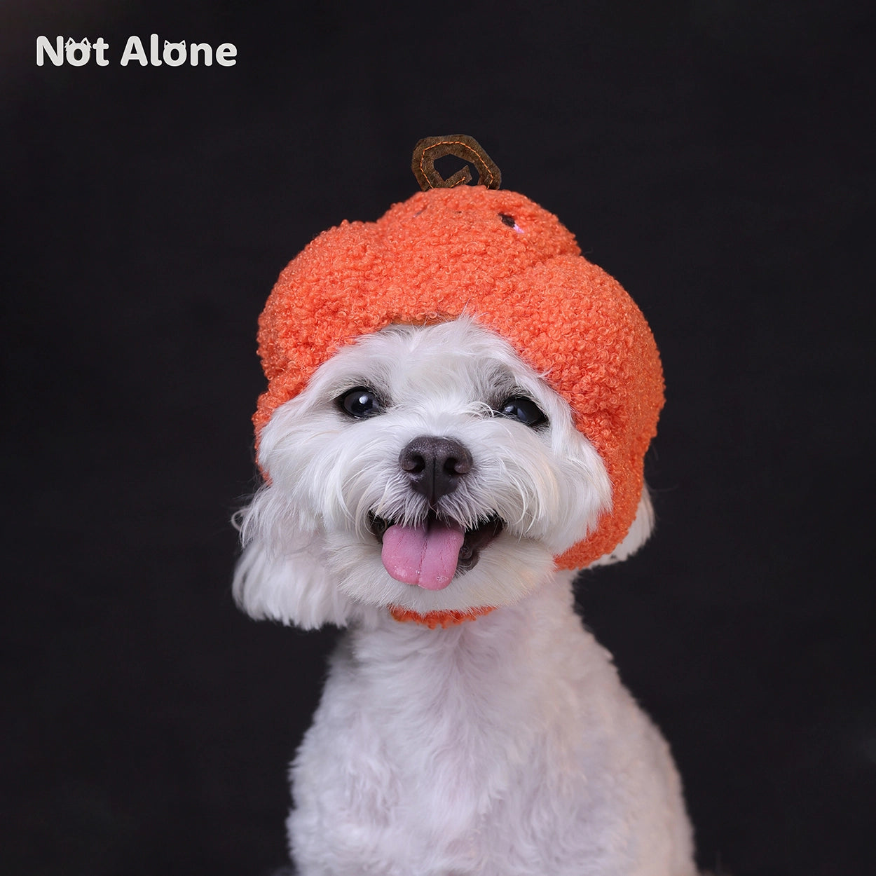 Trick or Treat Pumpkin Pet Hat